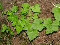 Bryonia dioica 12, Heggenrank, Saxifraga-Rutger Barendse