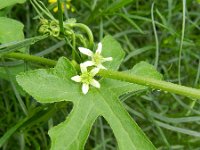 Bryonia dioica 13, Heggenrank, Saxifraga-Rutger Barendse