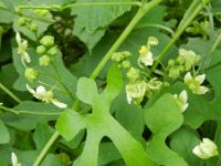 Bryonia dioica 14, Heggenrank, Saxifraga-Rutger Barendse