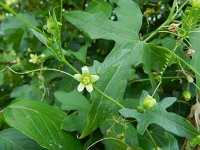 Bryonia dioica 16, Heggenrank, Saxifraga-Rutger Barendse