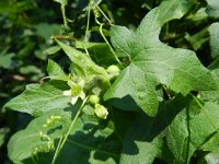 Bryonia dioica 18, Heggenrank, Saxifraga-Rutger Barendse