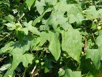 Bryonia dioica 19, Heggenrank, Saxifraga-Rutger Barendse