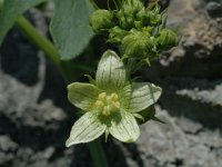 Bryonia dioica 2, Heggenrank, Saxifraga-Marijke Verhagen