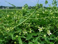 Bryonia dioica 20, Heggenrank, Saxifraga-Ed Stikvoort