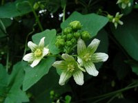 Bryonia dioica 21, Heggenrank, Saxifraga-Ed Stikvoort