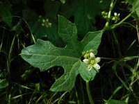 Bryonia dioica 22, Heggenrank, Saxifraga-Ed Stikvoort