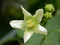 Bryonia dioica 23, Heggenrank, Saxifraga-Ed Stikvoort