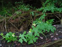 Bryonia dioica 24, Heggenrank, Saxifraga-Ed Stikvoort