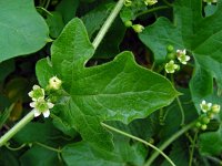 Bryonia dioica 25, Heggenrank, Saxifraga-Ed Stikvoort