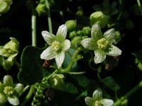 Bryonia dioica 26, Heggenrank, Saxifraga-Ed Stikvoort