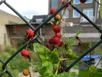 Bryonia dioica 29, Heggenrank, Saxifraga-Rutger Barendse