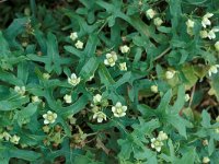 Bryonia dioica 3, Heggenrank, Saxifraga-Piet Zomerdijk