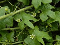 Bryonia dioica 30, Heggenrank, Saxifraga-Ed Stikvoort