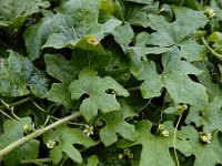 Bryonia dioica 31, Heggenrank, Saxifraga-Ed Stikvoort