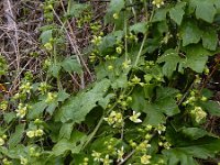 Bryonia dioica 32, Heggenrank, Saxifraga-Ed Stikvoort