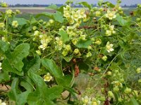 Bryonia dioica 34, Heggenrank, Saxifraga-Ed Stikvoort