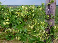 Bryonia dioica 35, Heggenrank, Saxifraga-Ed Stikvoort