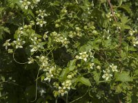 Bryonia dioica 36, Heggenrank, Saxifraga-Jan van der Straaten