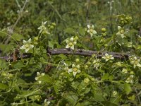 Bryonia dioica 37, Heggenrank, Saxifraga-Jan van der Straaten