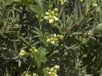 Bryonia dioica 38, Heggenrank, Saxifraga-Jan van der Straaten