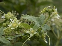 Bryonia dioica 40, Heggenrank, Saxifraga-Willem van Kruijsbergen