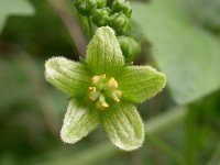 Bryonia dioica 5, Heggenrank, Saxifraga-Peter Meininger