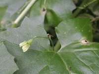 Bryonia dioica 7, Heggenrank, Saxifraga-Rutger Barendse