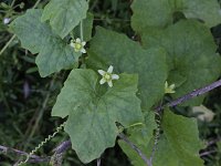 Bryonia dioica 9, Heggenrank, Saxifraga-Peter Meininger