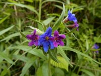 Buglossoides purpurocaerulea 12, Saxifraga-Ed Stikvoort