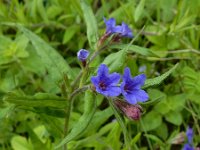 Buglossoides purpurocaerulea 13, Saxifraga-Ed Stikvoort