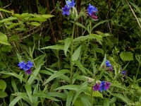 Buglossoides purpurocaerulea 14, Saxifraga-Ed Stikvoort