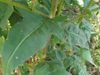 Bunias orientalis 5, Grote hardvrucht, Saxifraga-Rutger Barendse