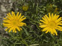 Buphthalmum salicifolium