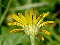 Buphthalmum salicifolium 20, Saxifraga-Sonja Bouwman  Buphthalmum salicifolium - Wilgkoeienoog - Asteraceae familie