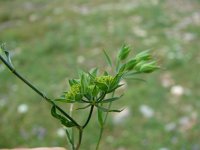 Bupleurum baldense 1, Saxifraga-Jasenka Topic