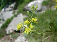 Bupleurum baldense 2, Saxifraga-Jasenka Topic