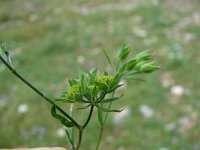 Bupleurum baldense 1, Saxifraga-Jasenka Topic