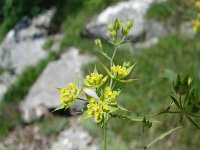 Bupleurum baldense 2, Saxifraga-Jasenka Topic