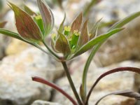 Bupleurum baldense 3, Saxifraga-Rutger Barendse