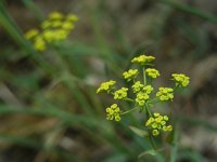 Bupleurum falcatum 11, Sikkelgoudscherm, Saxifraga-Ed Stikvoort : viroin2011