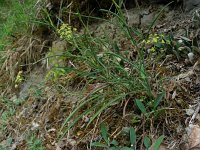 Bupleurum falcatum 8, Sikkelgoudscherm, Saxifraga-Ed Stikvoort : viroin2011