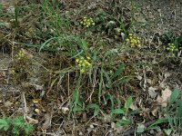 Bupleurum falcatum 9, Sikkelgoudscherm, Saxifraga-Ed Stikvoort : viroin2011