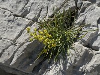 Bupleurum ranunculoides 2, Doorwas, Saxifraga-Jan van der Straaten