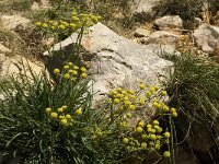 Bupleurum ranunculoides 3, Doorwas, Saxifraga-Jan van der Straaten