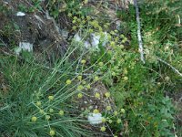 Bupleurum ranunculoides ssp caricinum 7, Saxifraga-Jan van der Straaten
