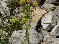 Bupleurum ranunculoides ssp caricinum 9, Saxifraga-Jan van der Straaten