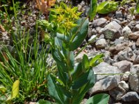 Bupleurum rotundifolium 15, Doorwas, Saxifraga-Ed Stikvoort