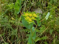 Bupleurum rotundifolium 16, Doorwas, Saxifraga-Ed Stikvoort