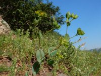 Bupleurum rotundifolium 20, Doorwas, Saxifraga-Ed Stikvoort