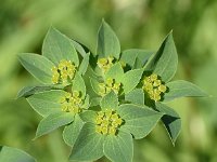 Bupleurum rotundifolum 6, Doorwas, Saxifraga-Sonja Bouwman  Doorwas - Bupleurum rotundifolum - Apiaceae familie